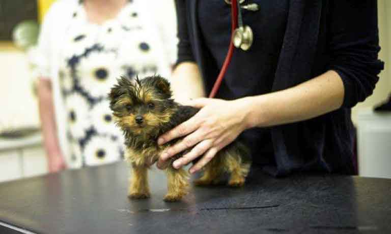 Crufts 2024: Vets reveal top questions to ask when buying a puppy to avoid unwanted health issues Image